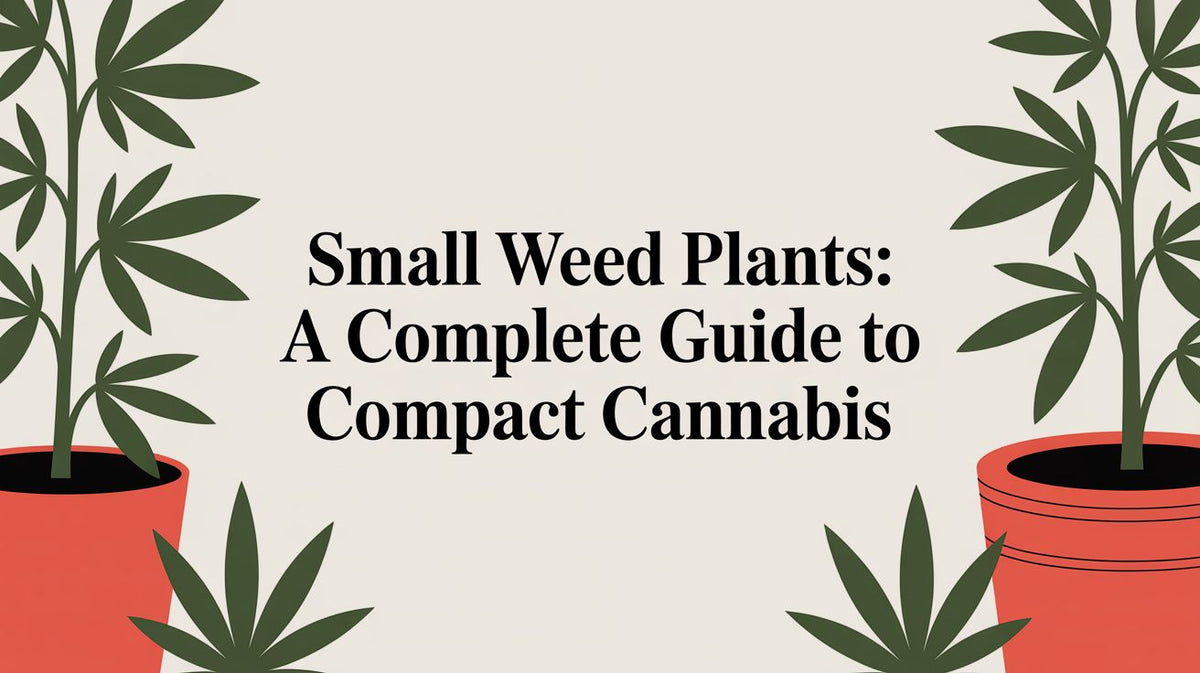 Small Weed Plants: A Complete Guide to Compact Cannabis